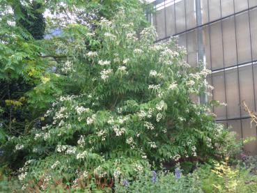 Heptacodium miconioides: Schönes Solitärgehölz