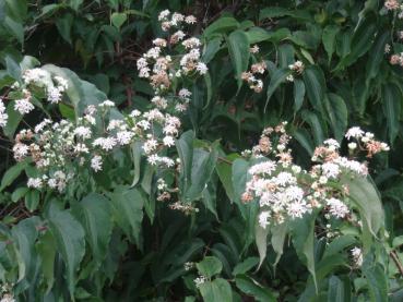 Blüte von Heptacodium miconioides, Aufnahme von Anfang Oktober