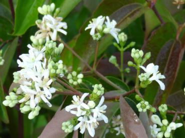 Die interessante Blüte von Heptacodium miconioides