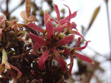 Sieben Söhne des Himmels Blume mit rot gefärbtem Fruchtstand (Aufnahme Mitte November)