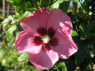 Hibiscus Hybride Aphrodite