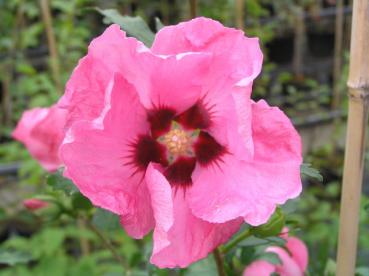 Hibiscus Hybride Aphrodite