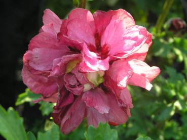 Hibiskus Duc de Brabant - Hibiscus Duc de Brabant