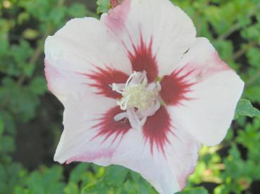 Hibiscus Hybride Hamabo - blassrosa Blüte mit roter Zeichnung