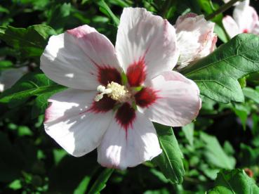 Hibiscus Hamabo blüht im Sommer reichlich