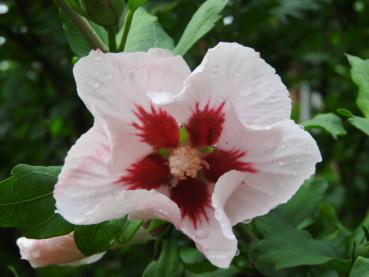 Schöne rosa Blüte des Hibiskus Hamabo mit blutroter Zeichnung