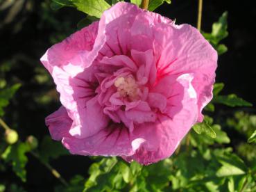 Hibiscus Hybride Lavender Chiffon®