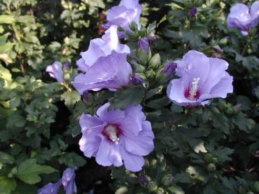 Hibiskus Marina - Hibiscus Marina