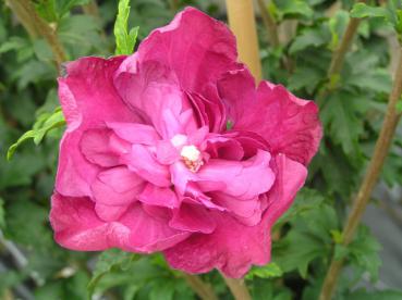 Hibiscus Hybride Purple Ruffles®