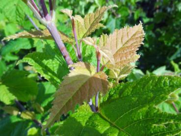 Acer rufinerve - Japanischer Streifenahorn