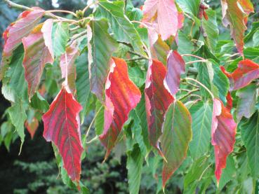 Japanischer Streifenahorn mit leuchtend rotem Herbstlaub