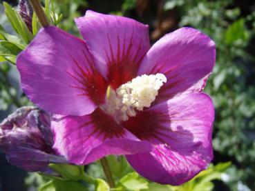 Hibiscus Hybride Russian Violet