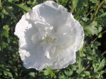 Hibiscus Hybride White Chiffon®