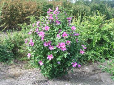 Hibiscus syriacus Woodbridge - Frilandshibiscus 'Woodbridge'