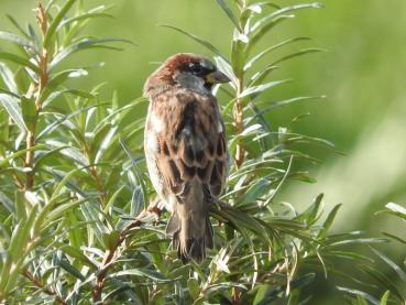 Hippophae rhamnoides - ein Vogelnährgehölz