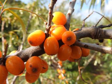 Die orangenen Beeren des Sanddorns