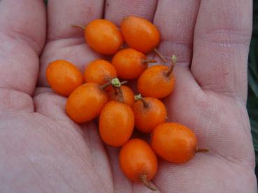 Hippophae rhamnoides Leikora - weiblicher Sanddorn