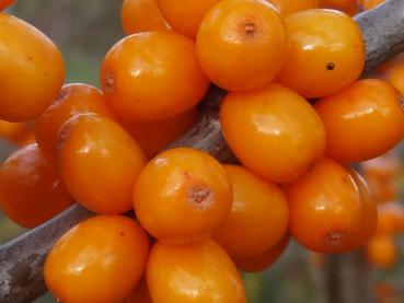 Früchte von Hippophae rhamnoides Leikora