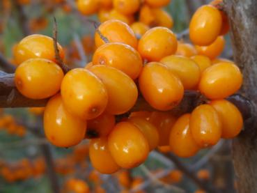 Hippophae rhamnoides Leikora