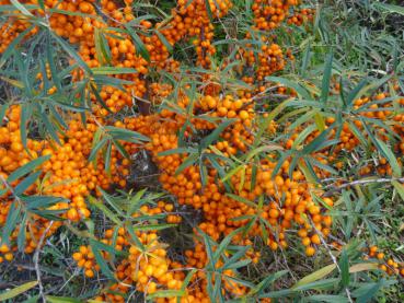 Bringt hohe Erträge: Hippophae rhamnoides Leikora