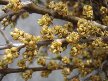 Männlicher Sanddorn - Hippophae rhamnoides Pollmix