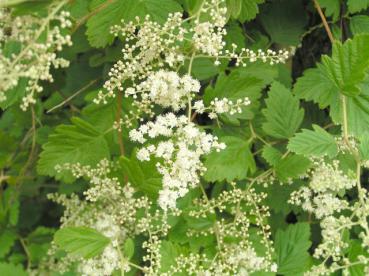 Holodiscus discolor ariifolius