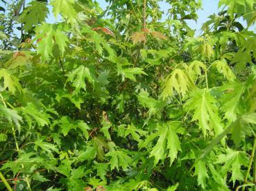 Die tiefgeschlitzen, hellgrünen Blätter des Silberahorn, Acer saccharinum