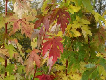 Der Silberahorn (Acer saccharinum) mit Herbstfärbung