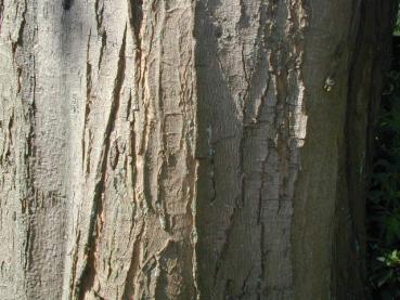 Silberahorn, Acer saccharinum - Rinde