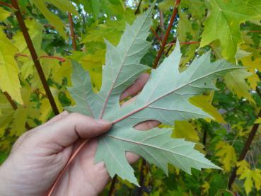 Die helle Blattunterseite bei Acer saccharinum