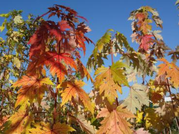 Der Silberahorn in Herbstfärbung