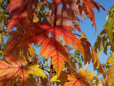 Acer saccharinum mit herbstlichen Blättern