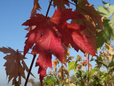 Mit Herbstfärbung: Acer saccharinum