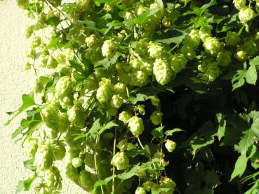 Humulus lupulus - Hopfen