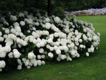 Ballhortensie Annabelle - Hydrangea arborescens Annabelle