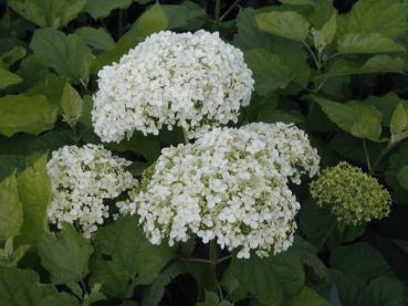 Ballhortensie Annabelle - weiße Blüten