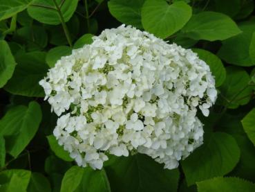 Hydrangea arborescens Annabelle in Blüte