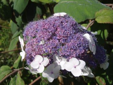 Hydrangea aspera Macrophylla - Samthortensie, Fellhortensie