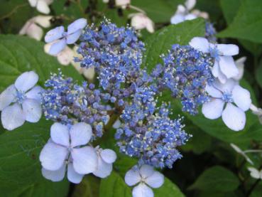 Hydrangea serrata Acuminata - Tellerhortensie Acuminata