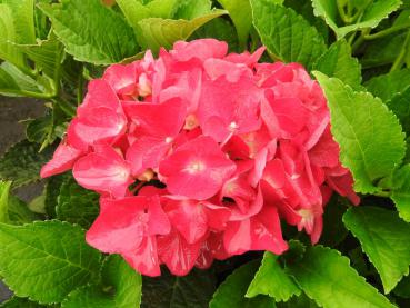 Bauernhortensie Alpenglühen - Hydrangea macrophylla Alpenglühen