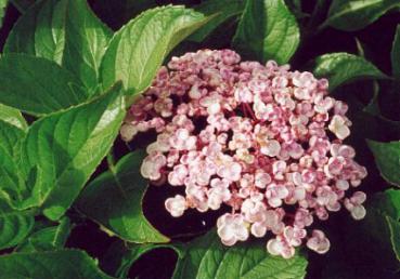 Bauernhortensie Ayesha - Hydrangea macrophylla Ayesha