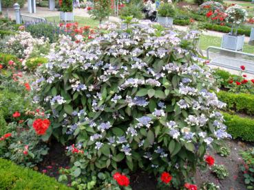 Hydrangea serrata Blue Bird, purpurhortensia Blue Bird