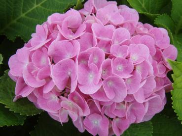 Trädgårdshortensia Bodensee - Hydrangea Hybride Bodensee