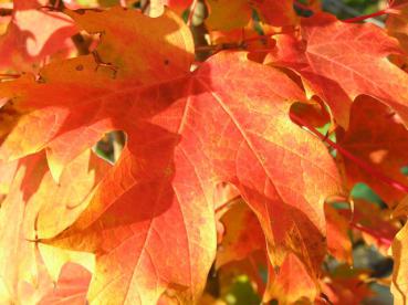 Zuckerahorn (Acer saccharum) - gelb, orange und rote Töne im Herbst