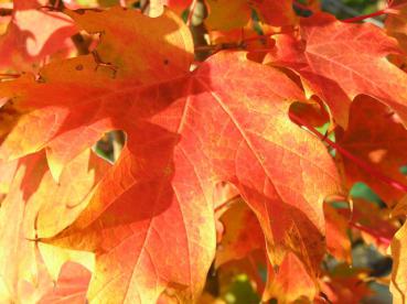 Acer saccharum - Zuckerahorn, Honigahorn