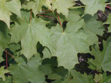 Das dunkelgrüne, fünflappige Laub des Zuckerahorns (Acer saccharum)