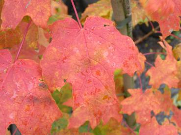 Zuckerahorn (Acer saccharum) - leuchtend rote Herbstfärbung