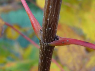 Typische Knospen bei Acer saccharum