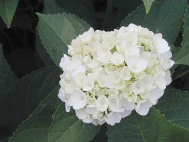 Hydrangea macrophylla Madame Emile Mouillere - Bauernhortensie Madame Emile Mouillère