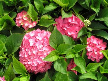 Trädgårdshortensia Hörnli - Hydrangea macrophylla Hörnli